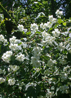 European Mock-orange