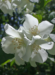 European Mock-orange