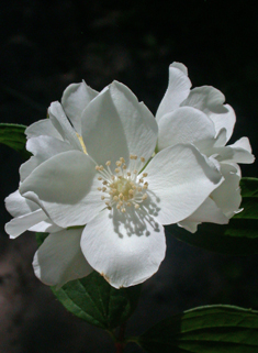 European Mock-orange