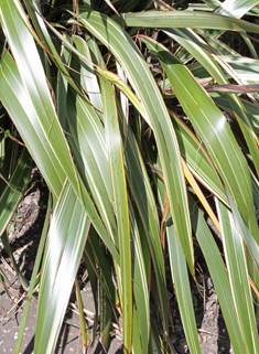 Lesser New Zealand Flax