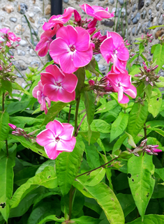 Paniculate Phlox