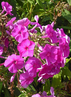 Paniculate Phlox