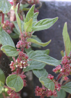 Pellitory-of-the-wall