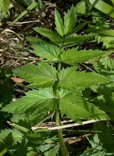 Greater Burnet-saxifrage