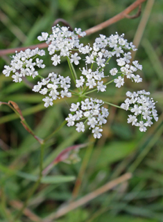 Common Burnet-saxifrage