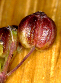 Common Burnet-saxifrage