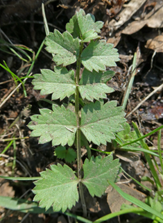 Common Burnet-saxifrage