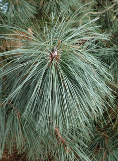 Bishop Pine