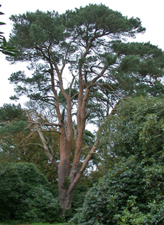 Scots Pine