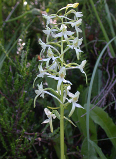 Lesser Butterfly Orchid