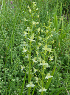 Greater Butterfly Orchid