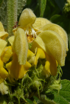 Turkish Sage