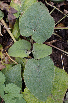 Turkish Sage