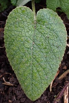 Turkish Sage