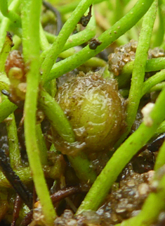 Common Pillwort