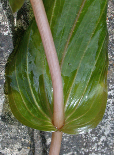 Perfoliate Pondweed