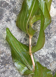 Perfoliate Pondweed