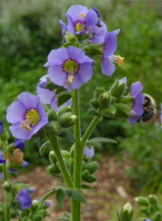 Common Jacob's-ladder