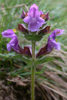 Large-flowered Selfheal