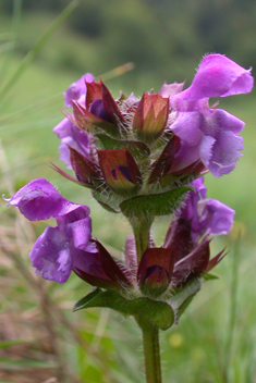 Large-flowered Selfheal