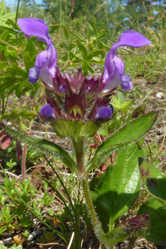 Large-flowered Selfheal