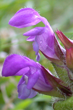 Large-flowered Selfheal