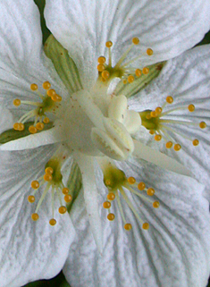 Grass-of-Parnassus