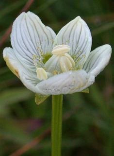 Grass-of-Parnassus