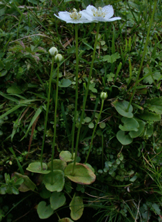 Grass-of-Parnassus