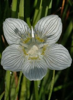 Grass-of-Parnassus