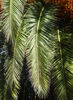 Canary Islands Date Palm