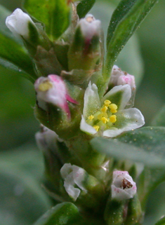 Equal-leaved Knotgrass