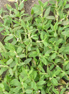 Equal-leaved Knotgrass