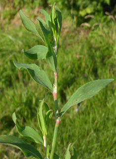 Common Knotgrass