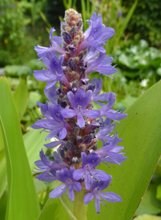 Pickerelweed