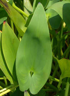 Pickerelweed