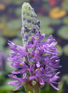 Pickerelweed