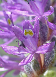 Pickerelweed