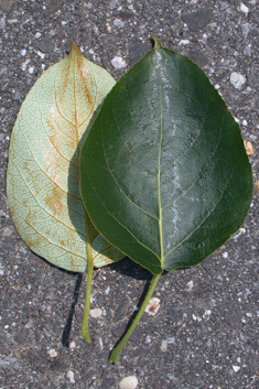 Eastern Balsam Poplar