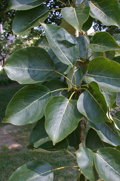 Eastern Balsam Poplar