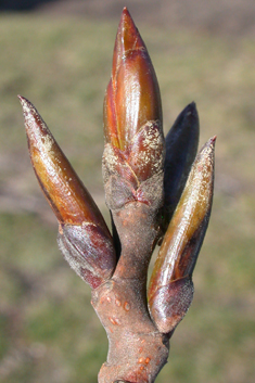 Eastern Balsam Poplar