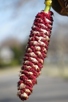 Eastern Balsam Poplar