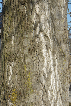 Eastern Balsam Poplar