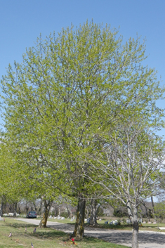 Eastern Balsam Poplar