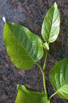 Eastern Balsam Poplar