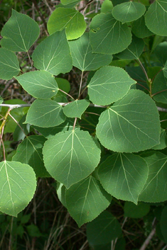 American Aspen