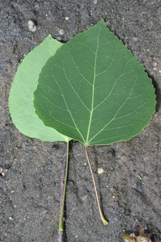 American Aspen