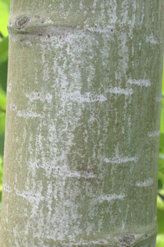 American Aspen