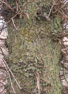 Western Balsam Poplar