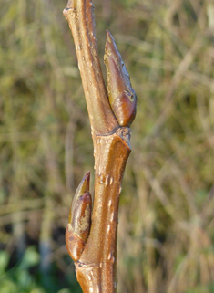 Hybrid Black Poplar 'Regenerata'